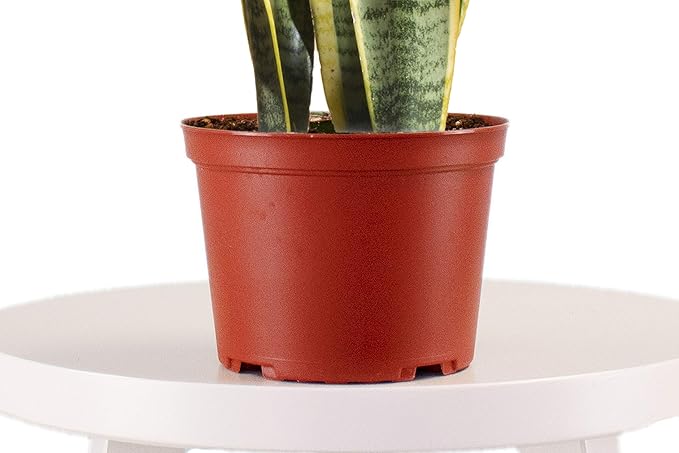 Leaf & Linen 6" Grow Pot, Live Indoor/Outdoor-Air Houseplant and Office Décor | Low Light Collection, 6 INCH, Snake Plant-Sanseveria Laurentii
