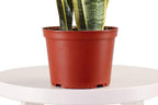 Leaf & Linen 6" Grow Pot, Live Indoor/Outdoor-Air Houseplant and Office Décor | Low Light Collection, 6 INCH, Snake Plant-Sanseveria Laurentii