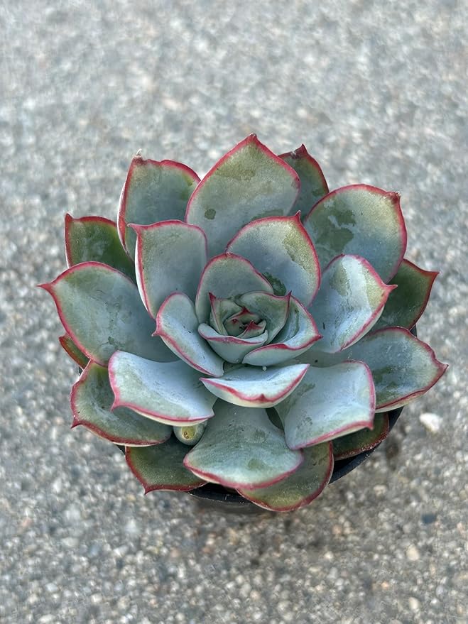 Succulent Plant, Blue-Green with Red Edges, Live Rosette, Indoor Outdoor Decor
