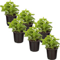 Live Aromatic and Edible Herb - Lemon Balm (6 Per Pack), Naturally Reduces Stress and Improves Air Quality, 8" Tall by 4" Wide