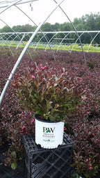 Green Promise Farms Wine & Roses` (Weigela) Shrub, #3-Size Container, Pink Flowers