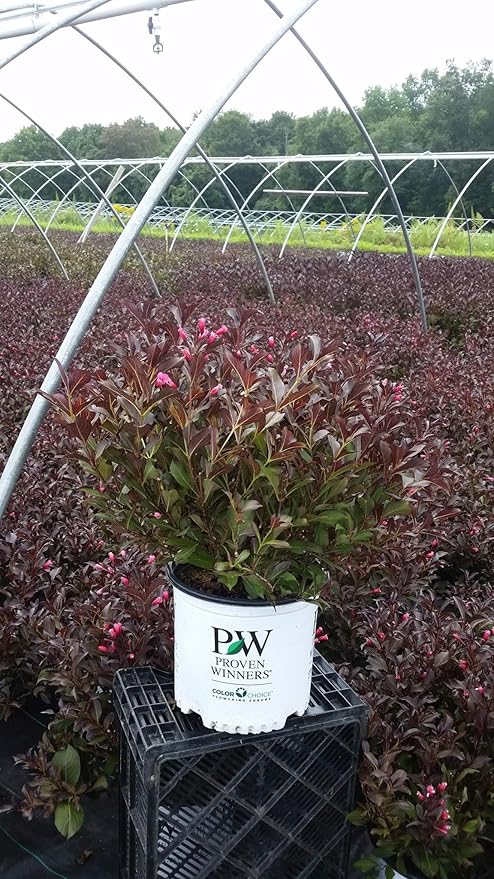 Green Promise Farms Wine & Roses` (Weigela) Shrub, #3-Size Container, Pink Flowers