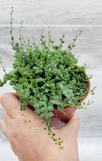 String of Turtles Peperomia Prostrata Plants Live Houseplants, Rare Indoor Plants, Fully Rooted Live Indoor Plants in 4-Inch Pot by 3exoticgreen