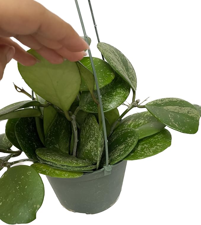 Hoya Obovata Spalsh Available in 2" Pot, 4" Pot, and 6" Hanging Pot Hoya Live Plants Live Houseplants California Seller (One Small Plant, 4" Pot)