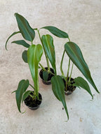 RedCrocus Monstera 'Burle Marx Flame' Indoor Plant- Unique Foliage, Bright Indirect Light, Pet Safe, Container Friendly, Perfect for Modern Decor 6" Pot