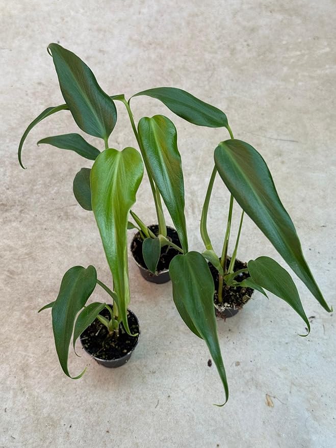 RedCrocus Monstera 'Burle Marx Flame' Indoor Plant- Unique Foliage, Bright Indirect Light, Pet Safe, Container Friendly, Perfect for Modern Decor 6" Pot