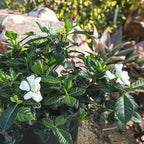 Gardenia Plant (3G), Cape Jasmine Plant Outdoor Plants, Fresh Flowers for Delivery Prime, Live Plants Indoor Plants Live Houseplants, Gardenia Plants Live House Plants Indoors Live by Plants for Pets