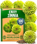 HOME GROWN Envy Zinnia Seeds (1g) – 500 Rare Lime Green Annual Zinnia Flower Seeds for Planting, Fast-Growing Heat-Loving Variety, Premium Herb Seeds Garden Companion for 2026 Blooms (Zinnia elegans)