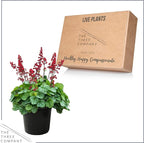 Live Heuchera (Coral Bells) - Shades of Green - Beautiful Shade Perennial - Healthy Spring Plant - 12" Tall by 6" Wide in 2.5 Qt Pot