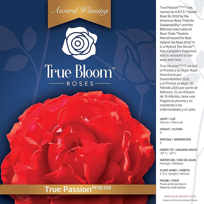 Fresh Roses for Delivery Prime, Orange Roses, Live Rose Bush Plants in Plant Pots, Plant Lover Gifts, Fresh Flowers for Delivery Prime, Potted Rose Plant Live Plants, Outdoor Plants by Plants for Pets
