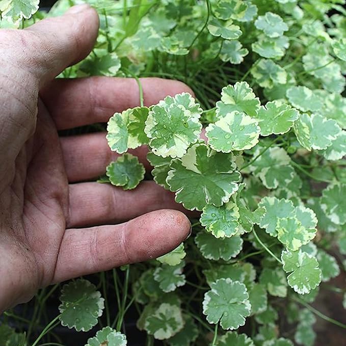 Pennywort 'Crystal Ball', a Great Live Pond Plant for Your Water Garden. Filters koi and Goldfish Ponds. Good for Bogs, Plant Shelf or Shallow Water This marginal Aquatic is a Real Beauty