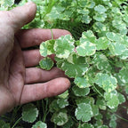 Pennywort 'Crystal Ball', a Great Live Pond Plant for Your Water Garden. Filters koi and Goldfish Ponds. Good for Bogs, Plant Shelf or Shallow Water This marginal Aquatic is a Real Beauty