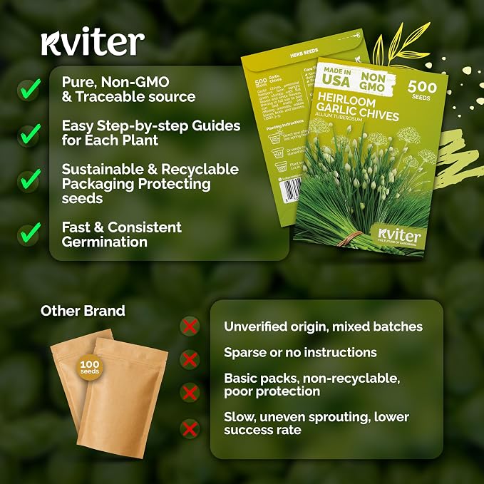 KVITER 500 Garlic Chives Seeds (Allium Tuberosum) - Chinese Chives, Garlic Flavor, White Blooms, Non GMO, Heirloom Seed Packets - Perennial Herb Seeds for Gardens, Containers, Herb Beds