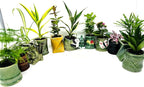 Easy to Care Plant Collection 8 Pack 2 Ceramic Pot Live Houseplants
