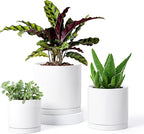 D'vine Dev White Terracotta Pots for Plants, 4.2 Inch 5.3 Inch 6.5 Inch, Succulent Planter Pot with Drainage and Saucer, 40-T-A-1