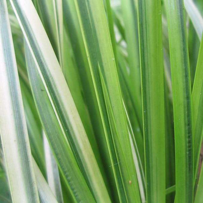 Chalily Variegated Sweet Flag, a Great Live Pond Plant for Your Water Garden. Filters koi and Goldfish Ponds. Good for Bogs, Plant Shelf or Shallow Water This marginal Aquatic is a Real Beauty