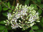 Curry Leaf Plant. Live Plant. Fragrant, Beautiful, Edible. Easy Grow. Indian Cooking Must Have. Murraya Koenigii. (2 Cups)