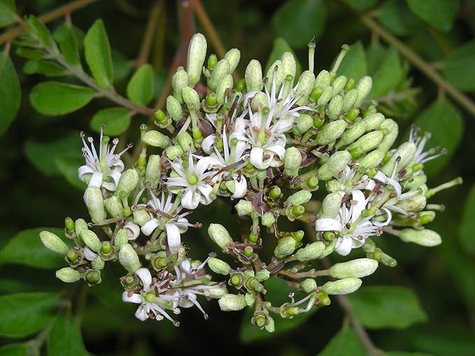 Curry Leaf Plant. Live Plant. Fragrant, Beautiful, Edible. Easy Grow. Indian Cooking Must Have. Murraya Koenigii. (1 Cup)