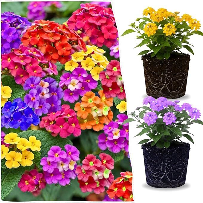 2 Random Lantana Plants Live Trees, Ready to Bloom, Hardy Long Blooming Seasons, Vibrant Colorful Perennial Fragrant, 5-10" in Tall, Full Sun Growing