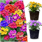 2 Random Lantana Plants Live Trees, Ready to Bloom, Hardy Long Blooming Seasons, Vibrant Colorful Perennial Fragrant, 5-10" in Tall, Full Sun Growing