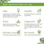 Snake Plant Laurentii Live Plant for Indoor | Different Houseplants in 3'' Pot | Real House Plant for Living Room, Office, Desk & Bathroom | Laurentii | Mother-in-law's Tongue