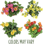 Multicolor Lantana Flowers (4 Pack), Live Outdoor Flowering Plants, Easy Plant Care, Attracts Pollinators, Extended Bloom, Heat and Drought Tolerant, Real Flowers