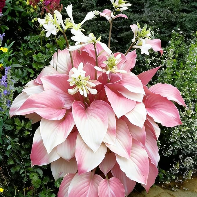Hosta Seeds for Planting, 290+pcs Rare Perennial Hosta Flower Seeds Plants, Non-GMO Heirloom Long Blooming Plants Shaded Entry Pathway Rare Flowers for Garden Outdoors