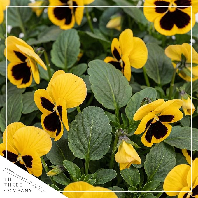 Live Healthy Flowering Pansies - Yellow Blotch (4 Plants Per Pack), Beautiful Winter Color, 6" Tall by 4" Wide in 1 Pint Square Pot