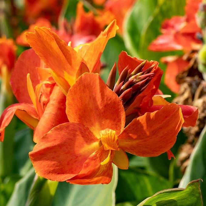 Canna 'Orange Taney', a Great Live Pond Plant for Your Water Garden. Filters koi and Goldfish Ponds. Good for Bogs, Plant Shelf or Shallow Water This marginal Aquatic is a Real Beauty