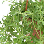 Shop Succulents String of Dolphins Hanging Succulent, Senecio Peregrinus, Fully Rooted Live 6" Succulent Plant with Hanger, Low Maintenance Indoor Plant, Trailing Succulents, Gift & Garden