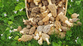 Large Kit Morel Mushroom Spores in Sawdust Seed Spore kit 25 Gallon kit