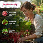 KVITER 50 Red Victoria Rhubarb Seeds for Planting (Rheum Rhabarbarum) – Organic & Heirloom Seeds, Perennial Vegetable Seeds – Perfect for Rhubarb Jam & Pies, Grow in Beds & Outdoor Garden