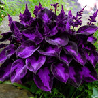 Hosta Seeds for Planting, 200+pcs Rare Perennial Hosta Flower Seeds, Non-GMO Heirloom Long Blooming Plants Shaded Entry Pathway Flowers for Garden Outdoors