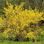 Brighter Blooms - Lynwood Gold Forsythia Shrub, 1 Gallon - No Shipping to AK, AZ, HI