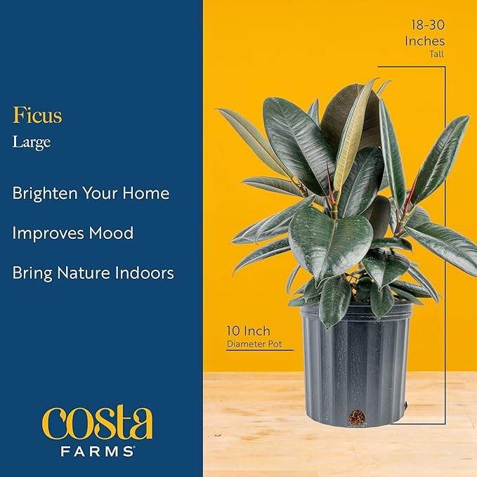 Costa Farms Ficus Live Plant in Decorative Pot, Large Floor Indoor Houseplant, Assorted Variety, Home, Room, or Office Decor, House Warming or Birthday Gift, 2-3 Feet Tall