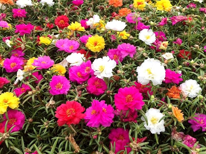 Purslane Double Flower Mix Terry Portulaca Grandiflora Seed Mix 500+ Seeds for Growing Flower Garden