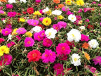 Purslane Double Flower Mix Terry Portulaca Grandiflora Seed Mix 500+ Seeds for Growing Flower Garden