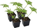 Live Citronella Geranium Plants (4-Pack); Pelargonium Citronella Scented Potted Plants
