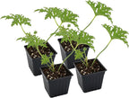 Live Citronella Geranium Plants (4-Pack); Pelargonium Citronella Scented Potted Plants