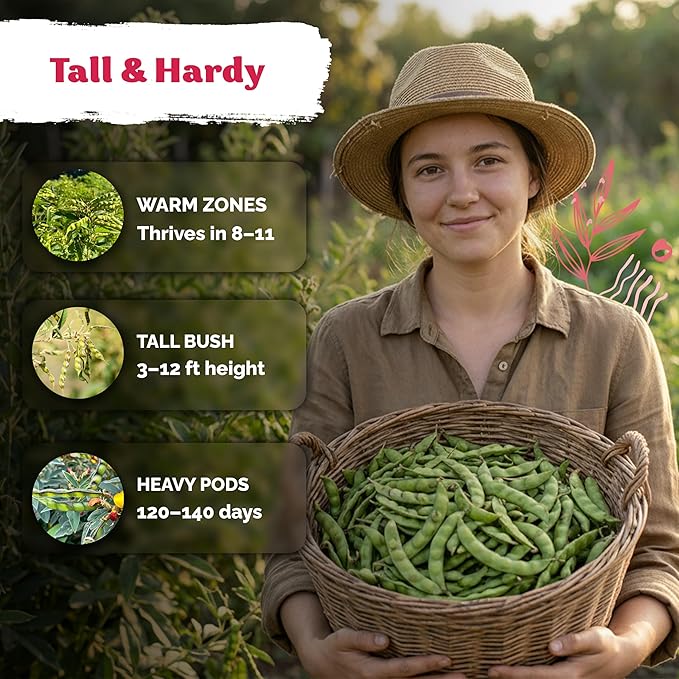 KVITER 30 Guandules Pigeon Peas Seeds for Planting (Cajanus Cajan) – a.k.a Gandules Goya, Gungo Peas, Congo Pea Non GMO & Organic – Heirloom Vegetable Seeds to Plant in Outdoor Garden & Trellises