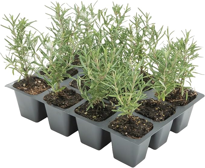 12 Tuscan Blue Rosemary, Live Plants – Rosmarinus Officinalis – Hardy & Fragrant Herb in 2.5” Nursery Pots – Grows Up to 5 Ft, Easy to Maintain, Great for Cooking, Landscaping & Aromatherapy
