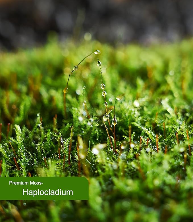 Real Live Moss for Terrariums,Jumping Spider, Reptile Habitats & Mini Landscapes – Naturally Cultivated Live Moss, Revives in 5 Minutes with Water Mist, Grows & Multiplies (3 Sheets, 3.5”x7”)