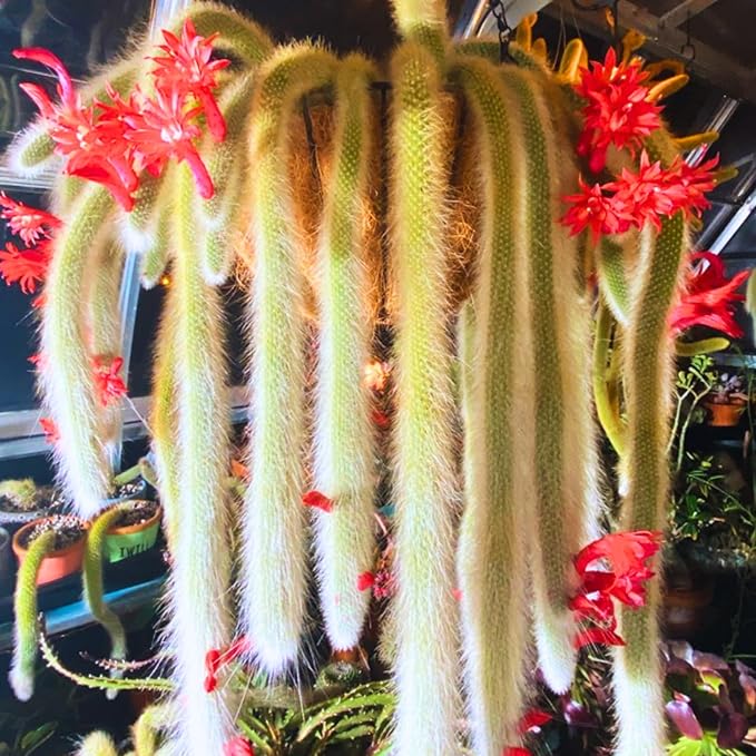 Trailing Monkey Tail Cactus Live Plant, Rare Cactus Live Succulents Plant Live Rooted, 3-6 Inch Tall Bareroot