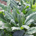 Clovers Garden Dinosaur Kale Plants - Two (2) Live Plants – Non-GMO - Not Seeds - Each 4" to 8" Tall – in 4" Inch Pots - Heirloom, Frost Tolerant