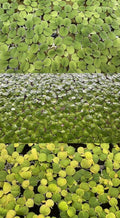 Floating Plant Bundle - Red Root Floaters, Salvinia, Giant Duckweed - Aquarium Live Plant Collection.