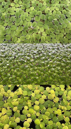 Floating Plant Bundle - Red Root Floaters, Salvinia, Giant Duckweed - Aquarium Live Plant Collection.