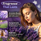 SVI 1500 English Lavender Seeds for Planting (Lavandula angustifolia) – Fragrant Perennial Lavender Flowers – Heirloom Herb Seeds for Borders, Herb Garden & Containers, Wildflower Meadows