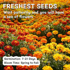 LUOJIBIE Marigold Seeds, 12,000+ Marigold Seeds for Planting Outdoor & Indoor, Flower Seeds Bulk for Gardening and Home, Non-GMO Heirloom, Easy to Grow