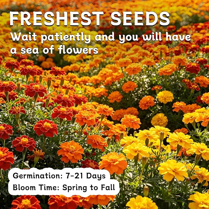 LUOJIBIE Marigold Seeds, 6,000+ Marigold Seeds for Planting Outdoor & Indoor, Flower Seeds Bulk for Gardening and Home, Non-GMO Heirloom, Easy to Grow