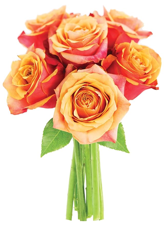 KaBloom - Bouquet of 6 Fresh Cut Orange Roses (Farm-Fresh, Long-Stem) - Fresh Flowers for Birthday, Valentine's & Mother's Day